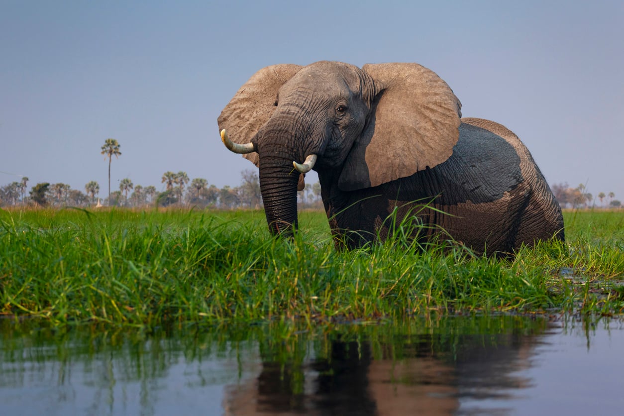 Okavango Delta, Botswana